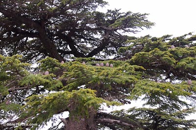 Lebanon cedar