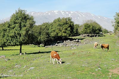 Three brown cows grazing on a grassy meadow with scattered rocks and oak trees, a mountain in the background with some snow