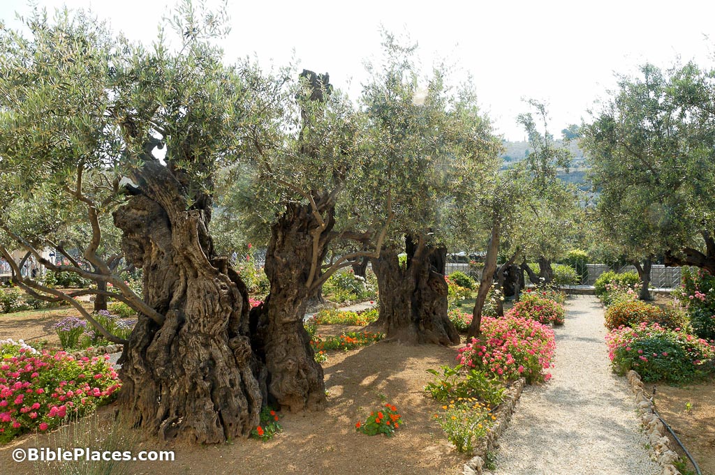 Garden Of Gethsemane Olive Trees Tb051906423 