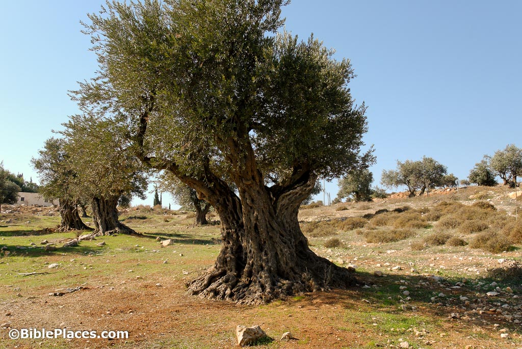 https://www.bibleplaces.com/wp-content/uploads/2021/01/Olive-grove-near-Bethlehem-tb111106892.jpg